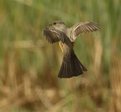 Say’s Phoebe | San Diego Bird Spot