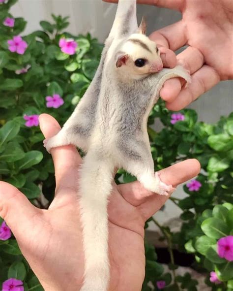 sugar glider bar  james daulton blog