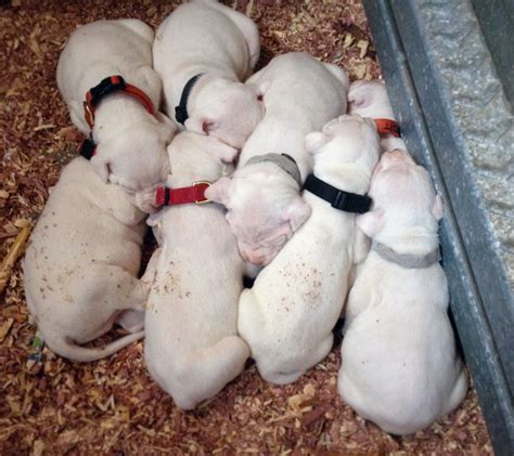 10 New Puppies are Here! | Pure Bred Dogo Argentino Kennel | La Cocha ...