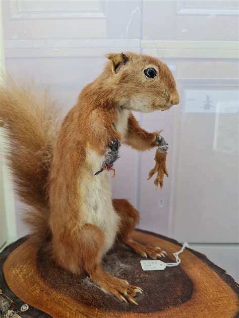 An English Homestead: Crap Taxidermy