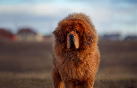 Tibetan Mastiff Dog Breed Health and Care | PetMD