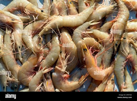 prawns  sale   fish market   fishing quarter  chennai