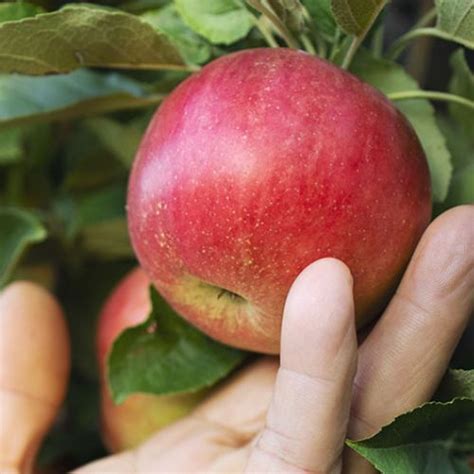 La manzana criolla, fruta que se produce en Guatemala | Aprende ...