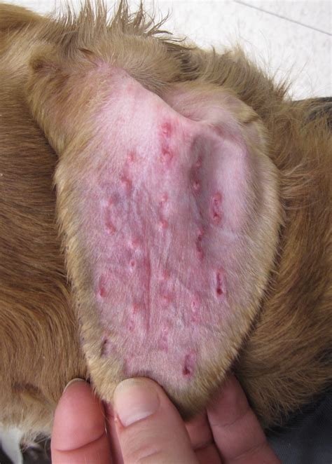 Surgical Treatment for Canine Aural Hematoma | Clinician’s Brief