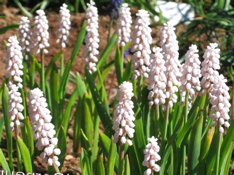 Мускари (Muscari ), садовые цветы
