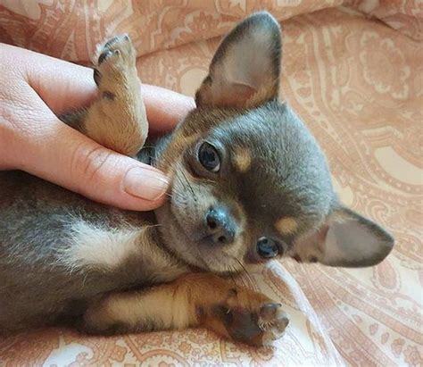 A hero Chuhuahua : Chihuahua