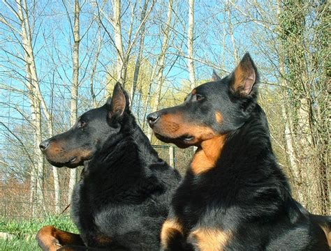 Dog breeds, Beauceron, Dogs