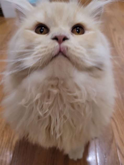 What is this on my cat's "lip?" To preface, he probably has cat herpes