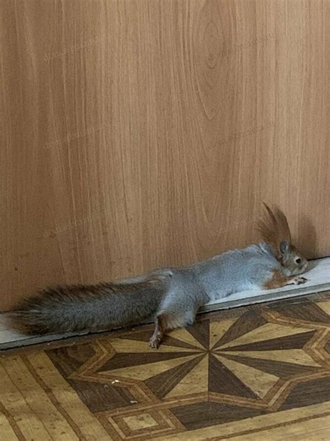Белочка дома. Как мы подобрали бельчонка, личный опыт - Домашние животные