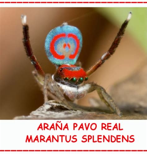 Vampiro Erudito: Araña Pavo Real