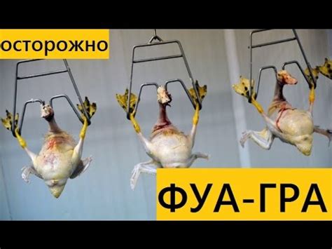 Фуа-гра! Уберите детей от экранов! - YouTube
