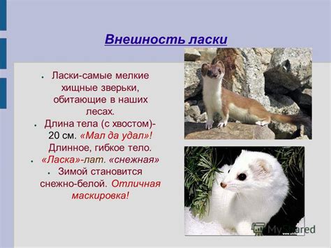 Презентация на тему: "Животное леса - ласка.". Скачать бесплатно и без ...