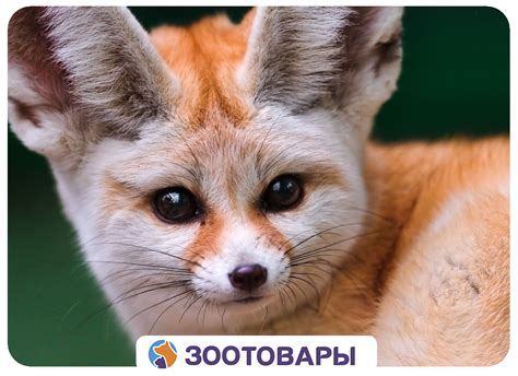 Фенек — необычный домашний любимец! 2018 | ВКонтакте
