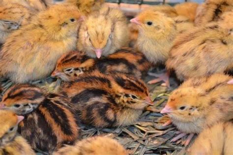 Чем кормить цыплят с рождения - полезные советы и рекомендации ...