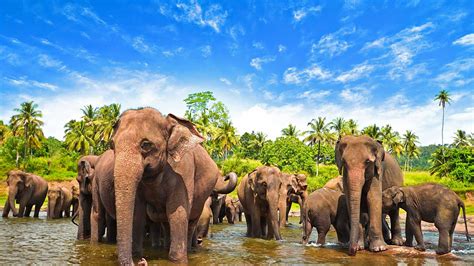 wildlife    national parks  sri lanka seal superyachts