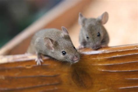 野ネズミの種類別に特徴を紹介！家に出るネズミとの違いや駆除方法も