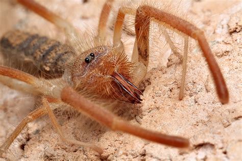 Арабская сольпуга | zoo-ekzo.ru - Экзотические животные
