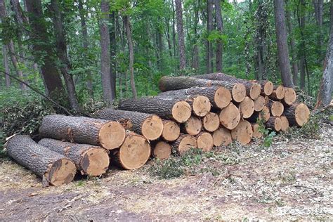Чорноліський лісгосп продовжує незаконні санітарні рубки! - Українська ...