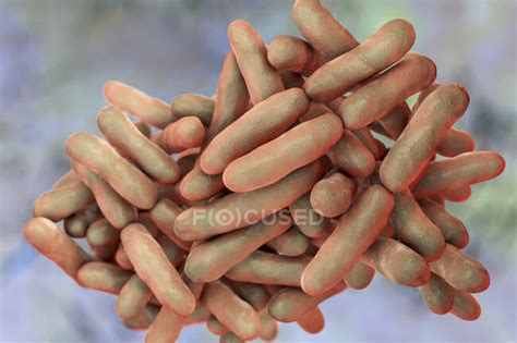 Bifidobacterium bacteria, computer illustration. Bifidobacteria are ...