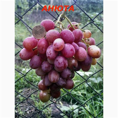 Продам/купить черенки и саженцы крупноплодного винограда ...