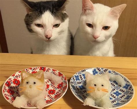 14 снимков любопытных кошек, оценивающих кулинарные шедевры