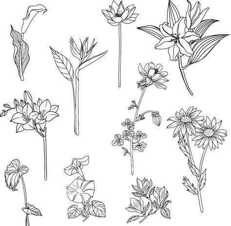 conjunto de arte lineal de flores y hojas, imágenes prediseñadas de