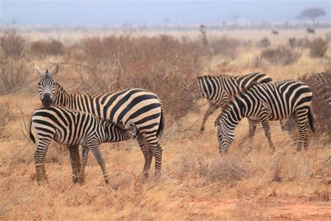 7 DAYS, 6 NIGHTS PRIVATE SAFARI TO NGUTUNI SANCTUARY, TSAVO WEST, EAST ...