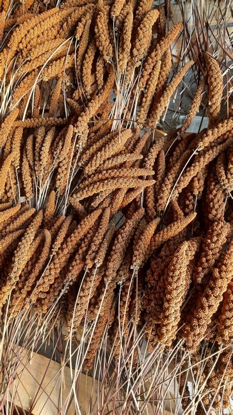 Proso Senegalskie w kłosach Czermin • OLX.pl