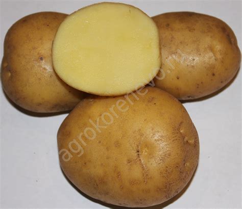 Сорта картофеля