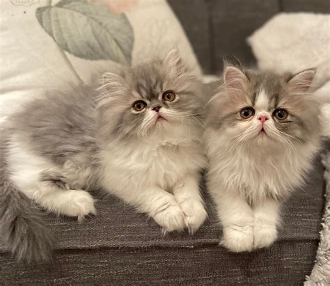 Our sweet Olivia is still looking for her fur-ever home! She is so