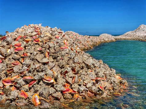Hello everyone! I’m hailing from Anegada, British Virgin Islands! : r