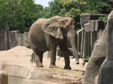 Elephant at Brookfield Zoo 2009 | Brookfield zoo, Animals, Zoo