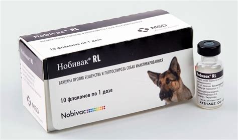 Бешенство у собаки: первые признаки, вакцинация собак, обзор прививок