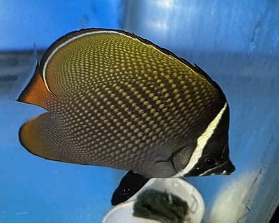 Butterflyfish
