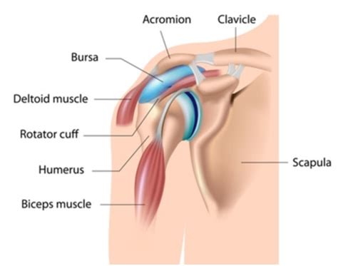 Sub Acromial Pain | NHS Lanarkshire