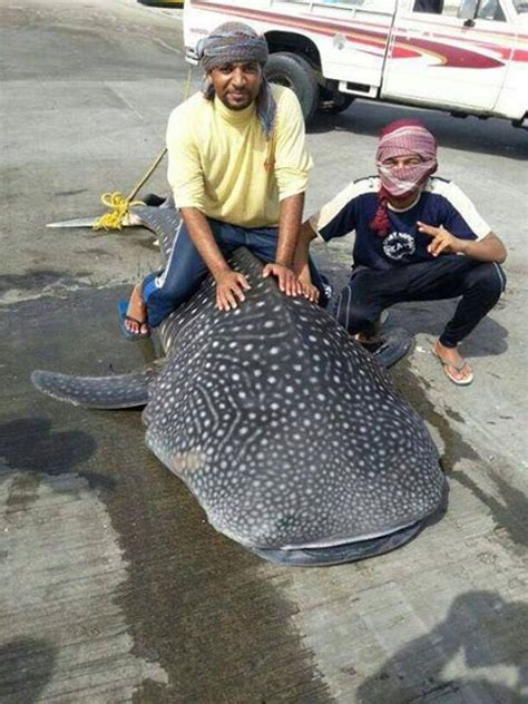 Oman Coast: Omani fishermen catch giant fish/small whale