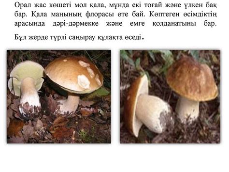 Орал қаласы - презентация онлайн