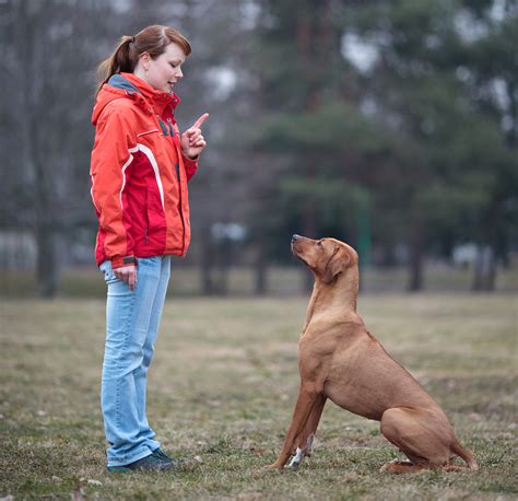 obedience training  dog foods  holistic dog health remedies