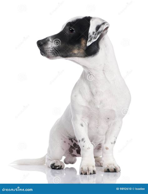 Jack Russell Puppy (8 Months) Stock Photo - Image of breed, studio: 9892610