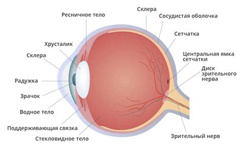 Что это такое - дистрофия сетчатки глаза. Лечение и симптомы - Medside.ru