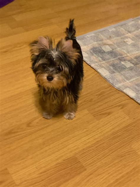 Yorkshire Terrier (Yorkie) Puppies For Sale In Tennessee