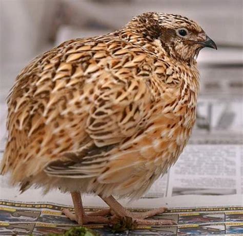 list  indian quails images birds  india bird world