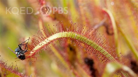 Cape Sundews Trap Bugs In A Sticky Situation | Cape sundews are