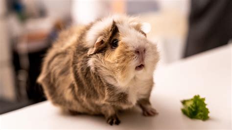 Does Squeaking Mean A Guinea Pig Is Happy? - Query Pets
