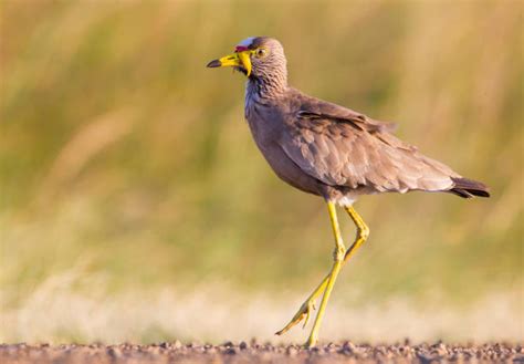 210+ African Wattled Lapwing Photos Stock Photos, Pictures & Royalty ...