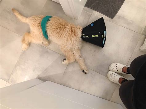 When To Take Cone Off Dog After Neuter - TOP 100 SMART DOGS