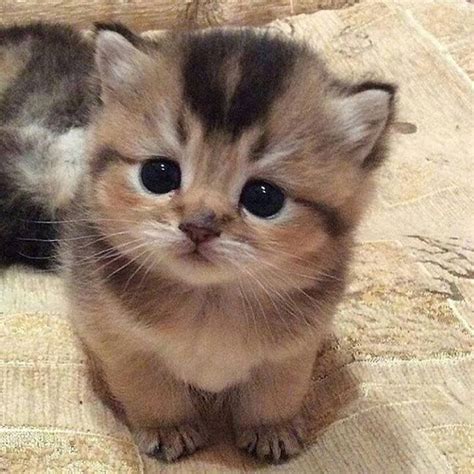 cutest kitten