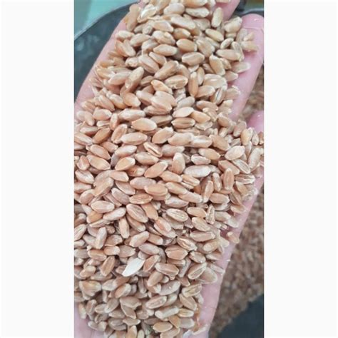 Пшеница 4-класса оптом от Производителя — Agro-Kazakhstan