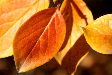 autumn leaves photography