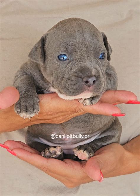 Filhotes de Pit bull Monster e American Bully - Canil PITBULLY